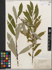 Foto von Salix humilis Marshall